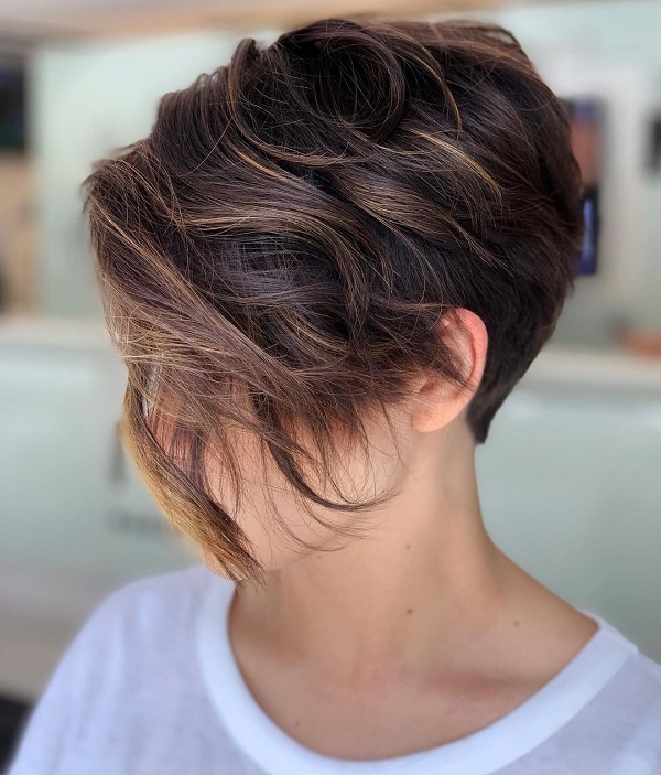 Feathered Pixie Bob Brown and Highlights